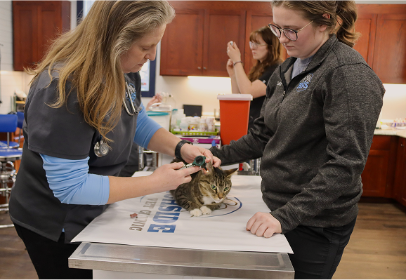 Two women are examining a cat together in a veterinary office, discussing its health with a veterinarian nearby.