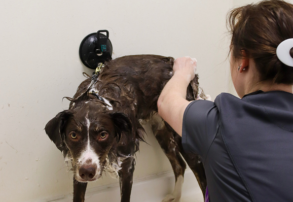 A woman gently washes a small dog in a bathtub, surrounded by bubbles and a playful atmosphere.