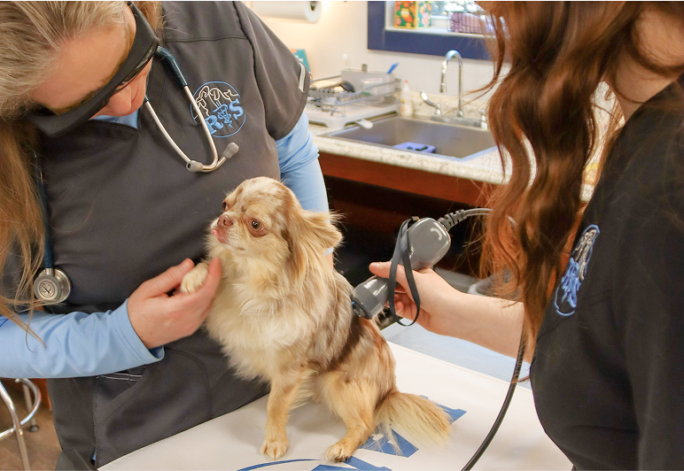 A woman uses a stethoscope to examine a dog, demonstrating a caring interaction between the veterinarian and the pet.