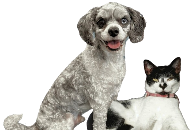 A dog and a cat sitting side by side, both looking content in a cozy indoor setting.