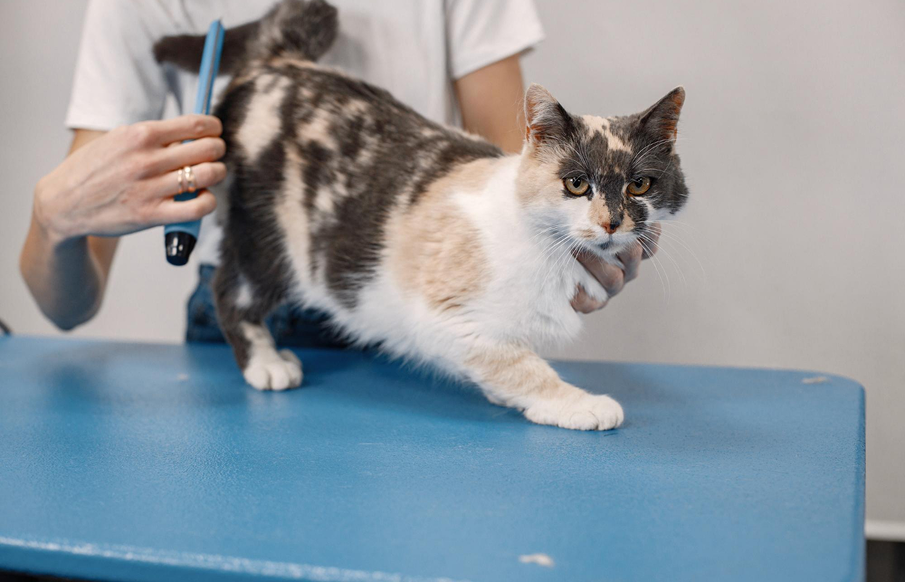 A person gently grooms a fluffy cat, showcasing a moment of care and bonding between them.