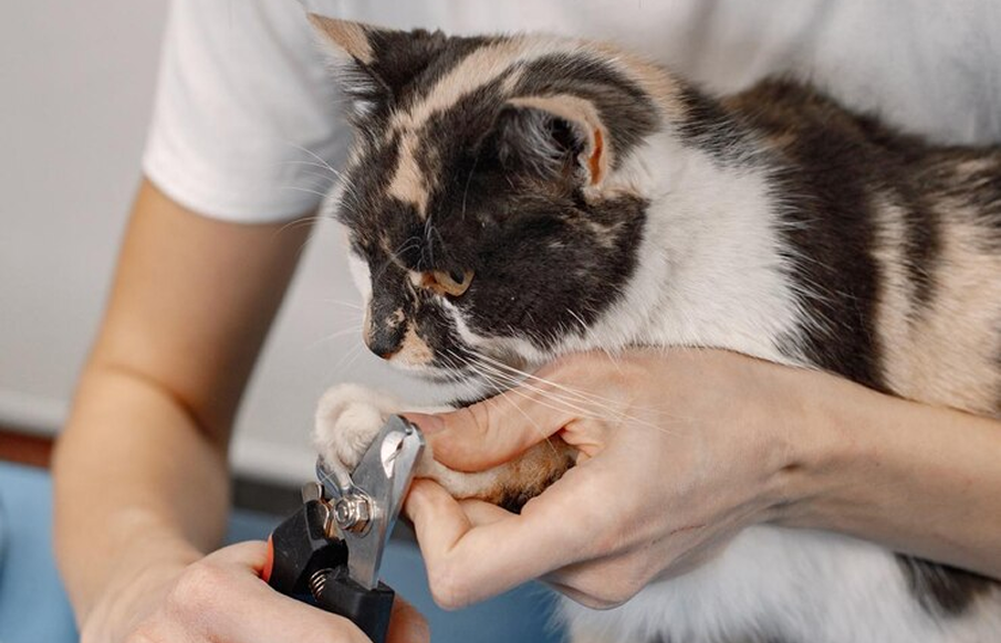 A person gently trims the nails of a calm cat on a table, ensuring the cat's comfort during the grooming process.