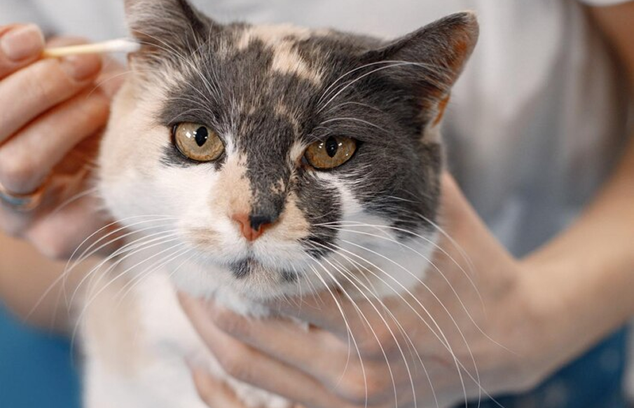 A person gently holds a cat's ear while a veterinarian examines it for health issues.