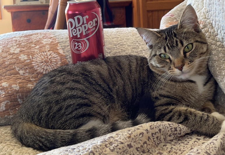 A cat lounging on a couch beside an open can of soda, creating a relaxed and casual atmosphere.
