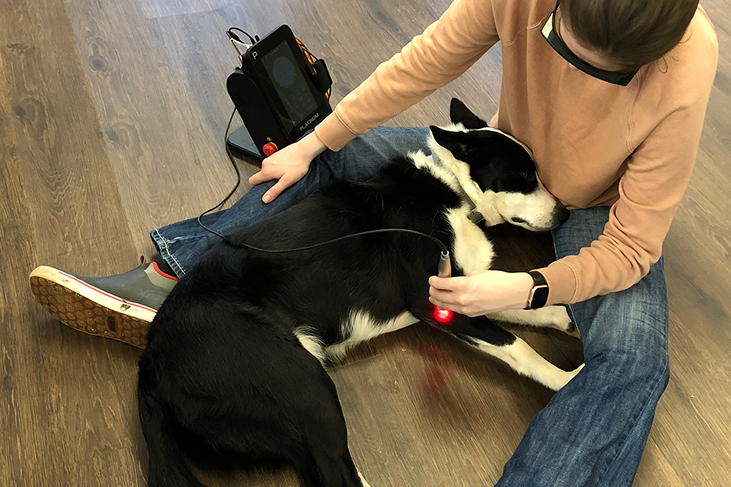 Cold Laser Therapy on Dog