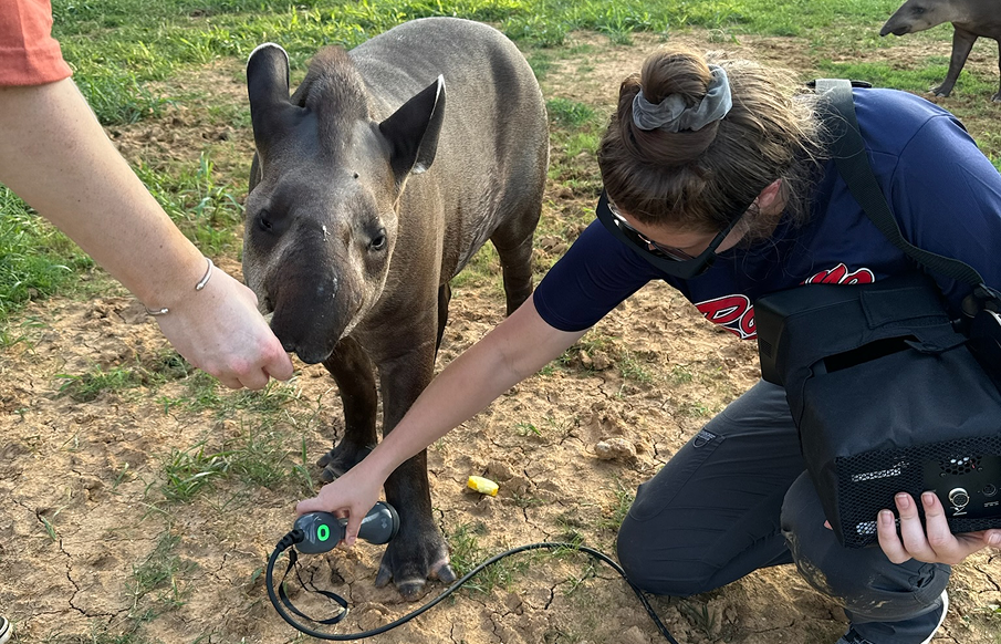 A woman gently pets a baby tapir while holding a camera, capturing a moment of interaction with the animal.