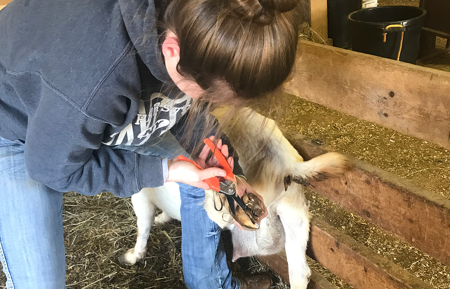 A woman trims the fur of a goat, carefully holding its head while using scissors.