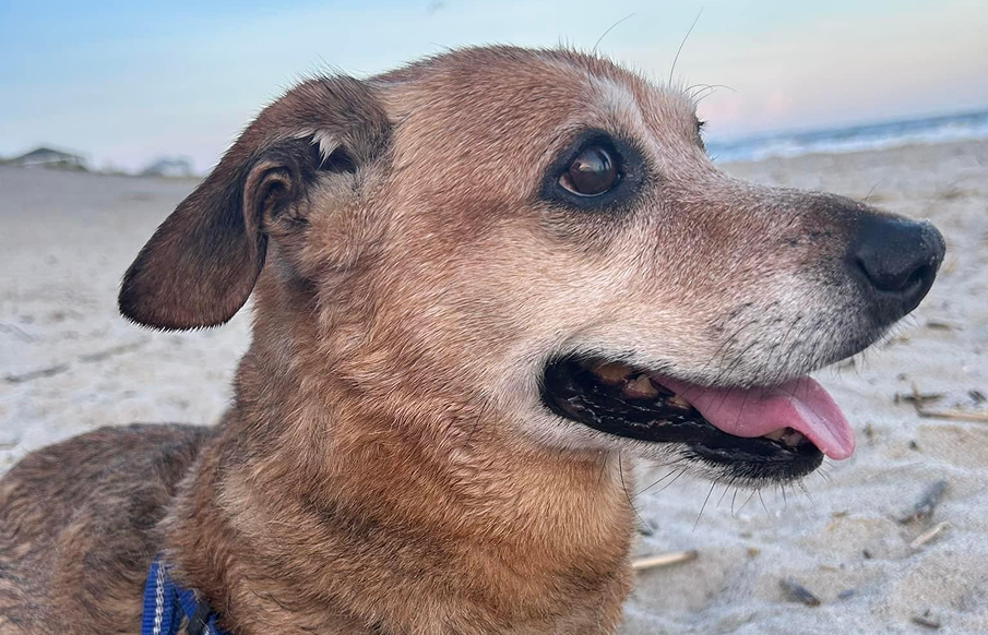 A happy dog sitting on the beach, tongue out, enjoying the sun and sand.