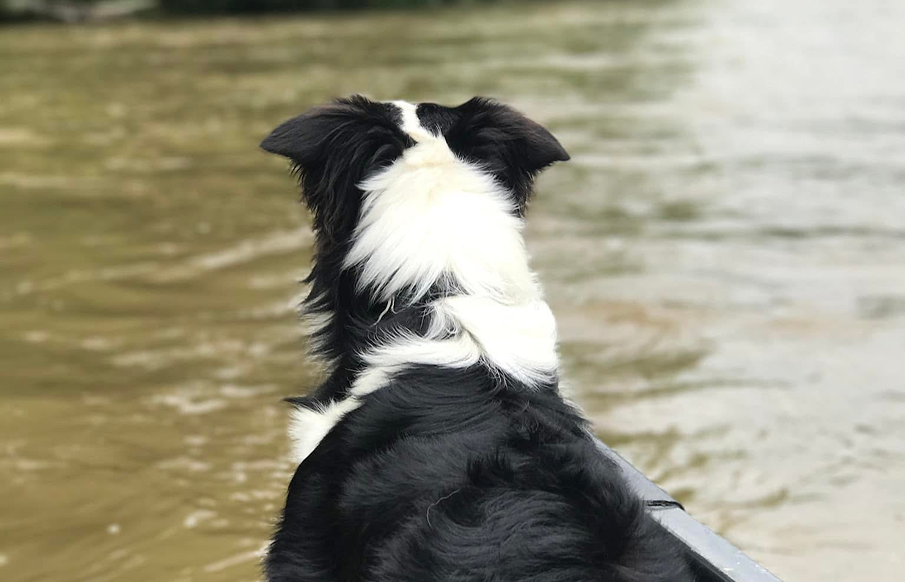 A dog stands alert on the side of a boat, looking out over the water.