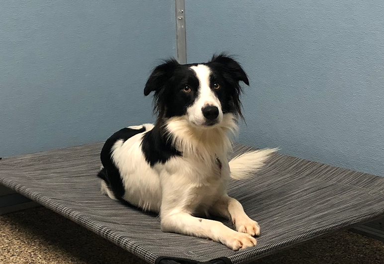 A black and white dog sitting comfortably on a bed, looking content and relaxed.