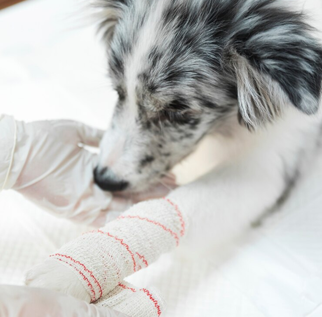 A dog with a bandage wrapped around its leg, sitting calmly on a soft surface.
