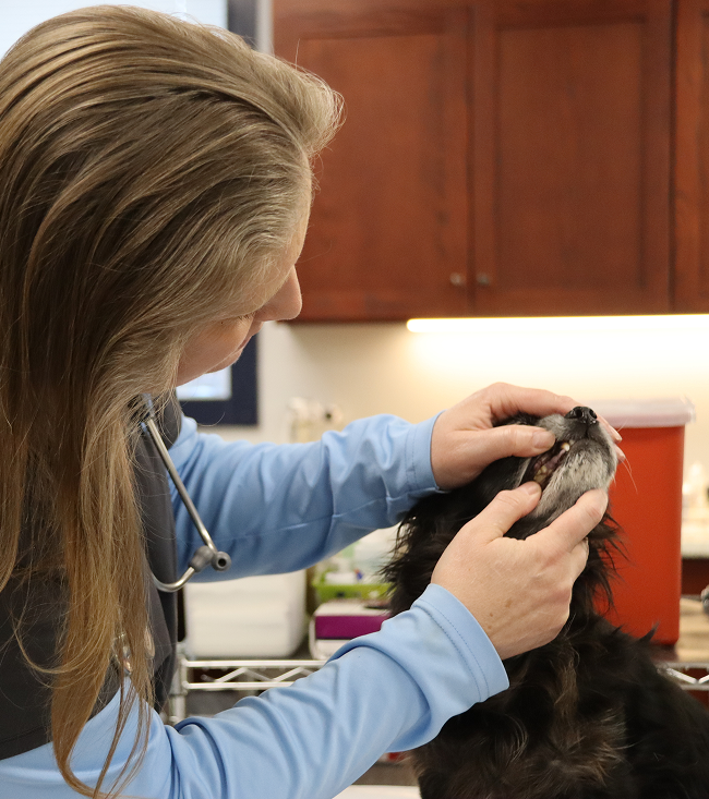 A woman closely examines a dog's teeth, ensuring the dog's dental health is properly assessed.