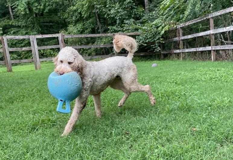A dog happily carries a blue ball in its mouth, showcasing its playful nature and enthusiasm.