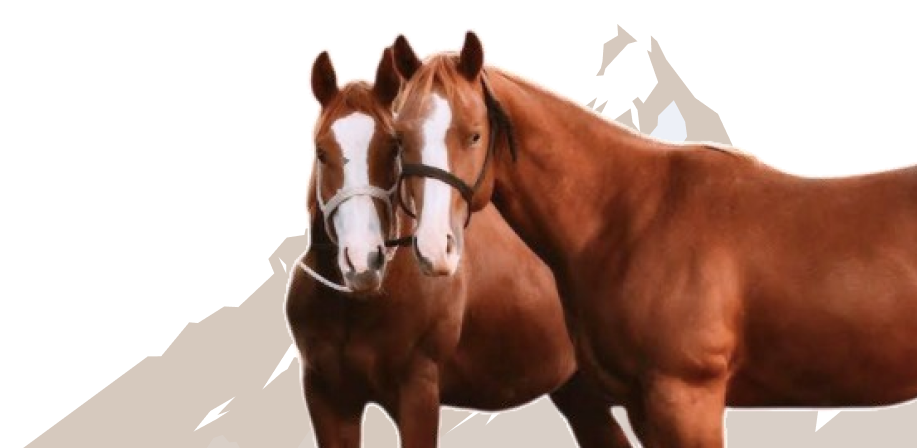 Two horses