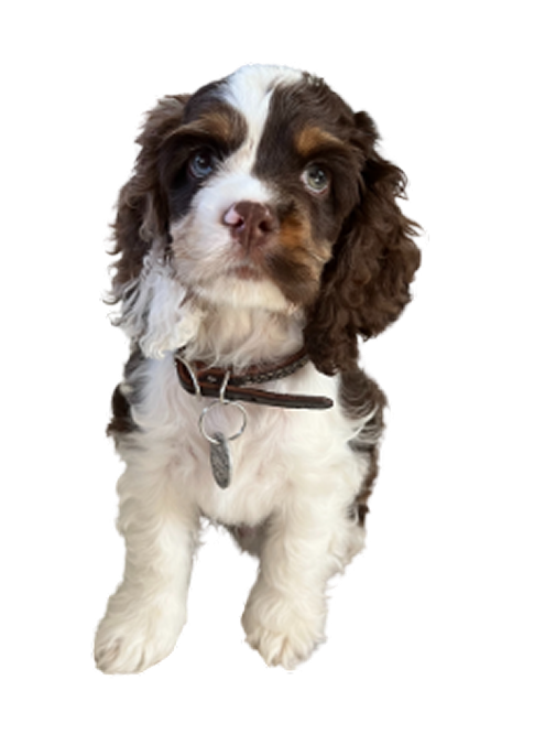 A brown and white puppy sits against a black background, showcasing its playful demeanor and soft fur.