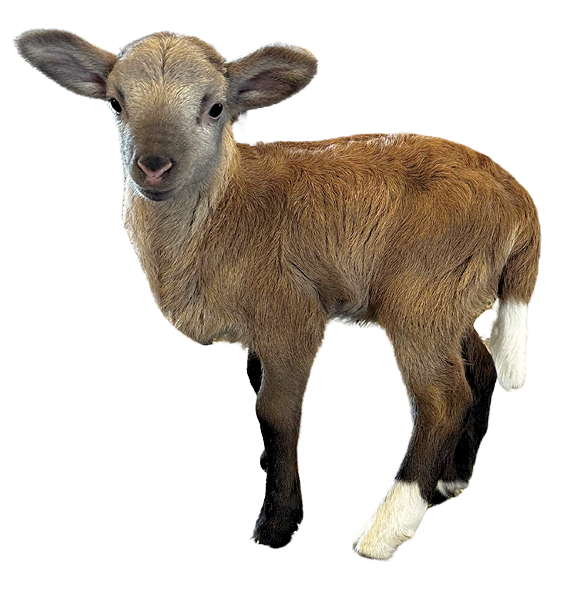 A small brown lamb stands against a solid black background, showcasing its soft wool and curious expression.