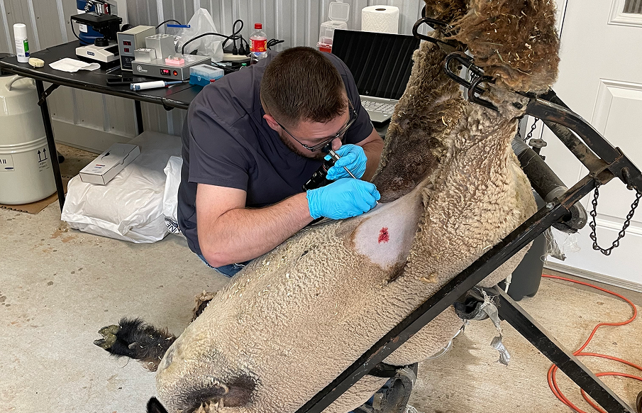 A man carefully cuts the ear of a sheep, demonstrating a common practice in animal husbandry.