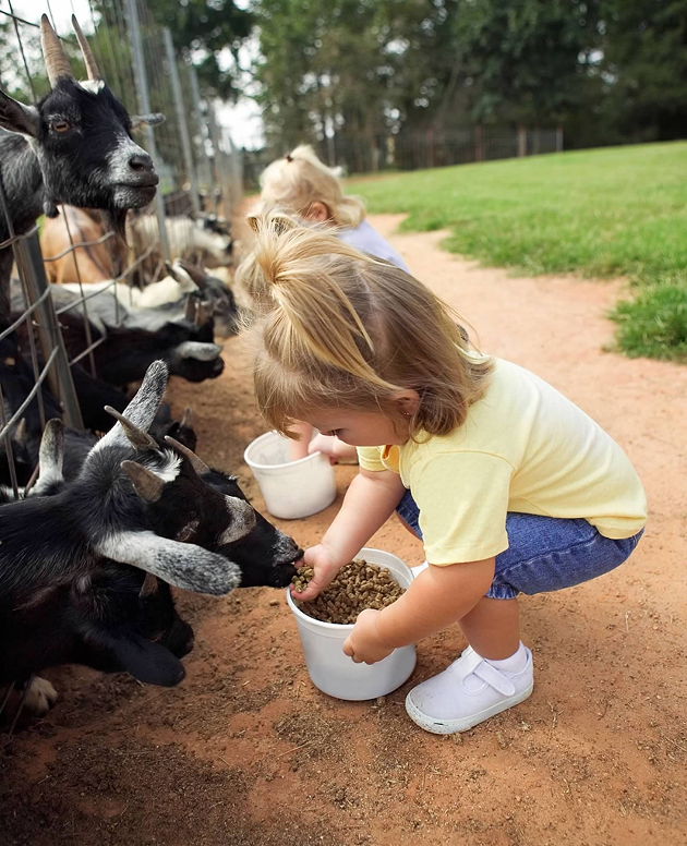 A young girl joyfully feeding goats at a farm, surrounded by green grass and a rustic wooden fence.