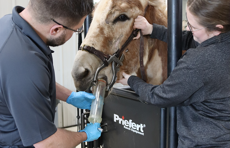 A man and woman gently pet a horse inside a stable, showcasing a moment of connection between them and the animal.