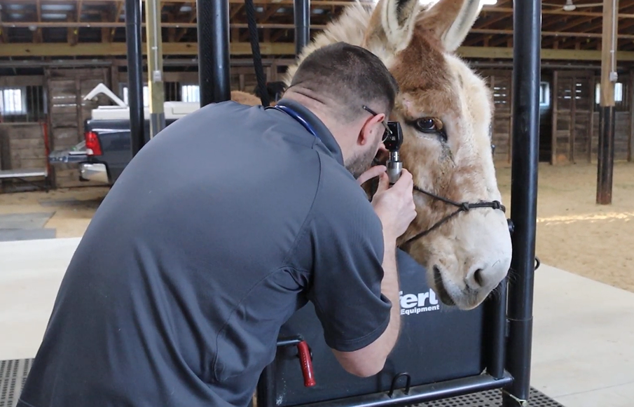 A man gently pets a horse inside a stable, showcasing a moment of connection between human and animal.