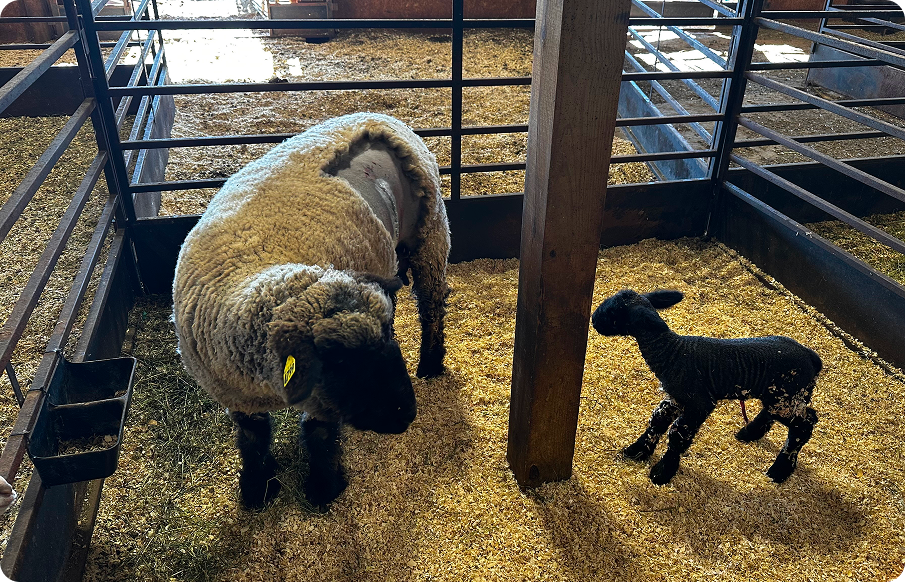 A sheep and a lamb standing together in a pen, surrounded by wooden fencing and green grass.