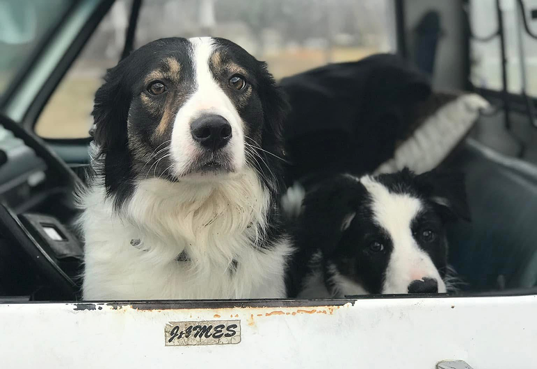 Two dogs sitting side by side in the back of a pickup truck, enjoying the view with their ears flapping in the wind.