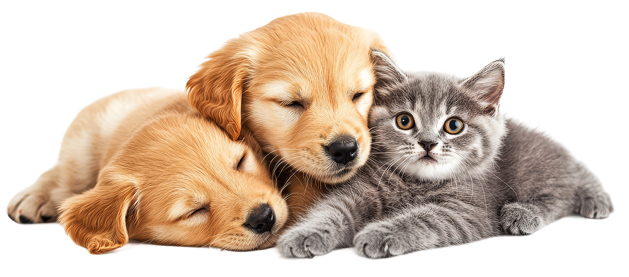 A dog and a cat peacefully lying together on a soft blanket, showcasing their friendship and companionship.